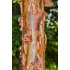 Kuparivaahtera (Acer griseum)